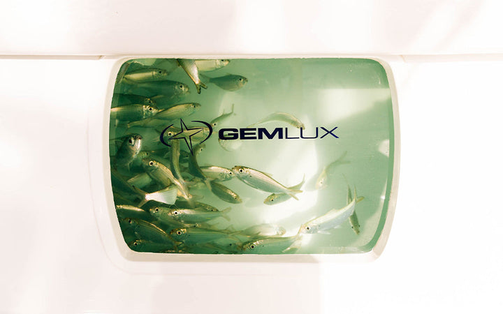 How to Keep Your Livewell Clean and Your Fish Fresh