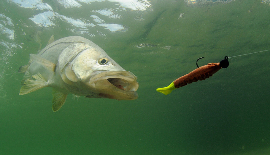 A Guide to Snook Fishing: How to Fish for Snook in Florida