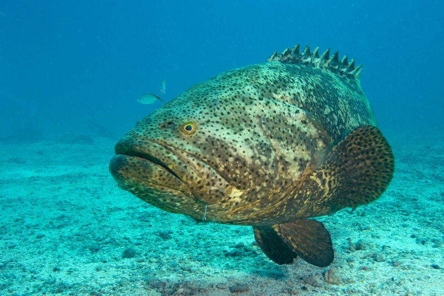 Offshore Hardware That Handles Deep Drop Grouper Fishing