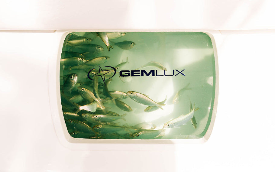 How to Keep Your Livewell Clean and Your Fish Fresh