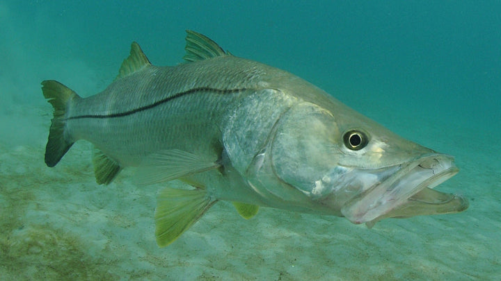 How to Rig Your Center Console for Snook Fishing in Florida