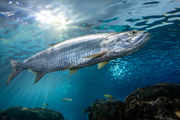 Tarpon Fishing Setup: Gear & Boat Rigging for Big Game Success